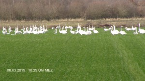 Schwäne 08.03.19