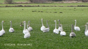 Schwäne am 17.03.19