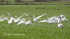 Schwäne am 17.03.2019