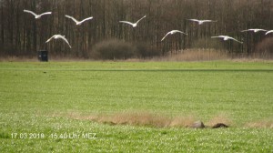 Schwäne am 17.03.19